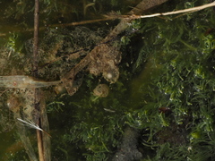 Pelophylax ridibundus