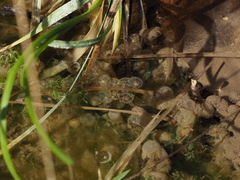 Pelophylax ridibundus