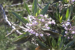 Eriodictyon trichocalyx