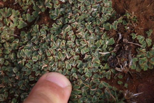 Image of Riccia albovestita by (c) Tony Rebelo, some rights reserved (CC BY-SA)
