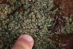 Riccia albovestita