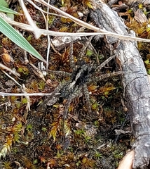 Acantholycosa lignaria