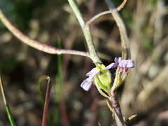 Dontostemon integrifolius