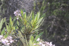 Eriodictyon trichocalyx