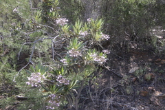 Eriodictyon trichocalyx