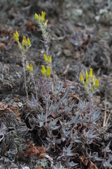 Dudleya verityi