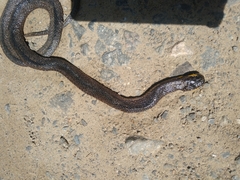 Helicops carinicaudus