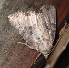 Mesapamea fractilinea