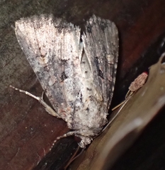 Mesapamea fractilinea