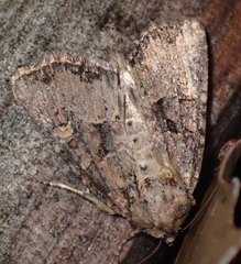 Mesapamea fractilinea