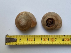 Zonites pergranulatus