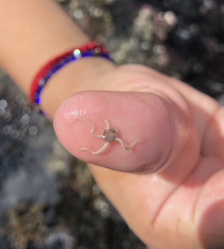 Dwarf Brittle Star