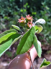 Amelanchier obovalis