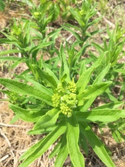 Asclepias tuberosa interior