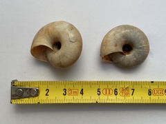 Zonites pergranulatus