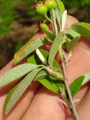 Amelanchier obovalis