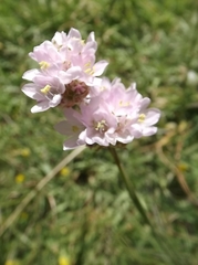 Armeria choulettiana