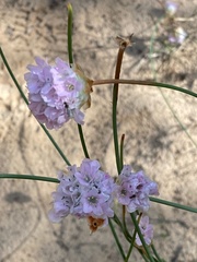 Armeria