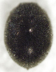Telsimia subviridis