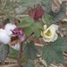 Upland Cotton - Photo (c) Arthur Chapman, some rights reserved (CC BY-NC-SA)