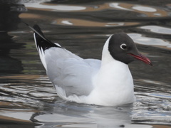 Chroicocephalus ridibundus