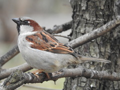 Passer domesticus domesticus