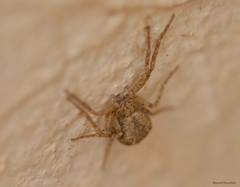 Pulchellodromus
