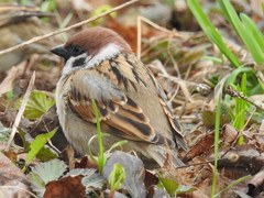 Passer montanus montanus