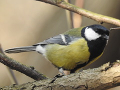 Parus major major