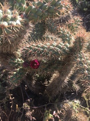 Cylindropuntia prolifera