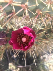 Cylindropuntia prolifera