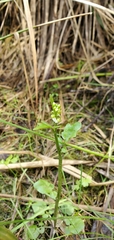 Cardamine breweri orbicularis