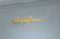 Hemidactylus platyurus