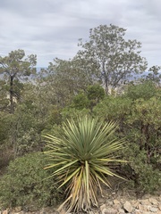 Yucca madrensis