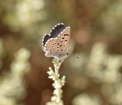 Pseudophilotes panoptes