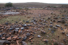 Riccia albovestita