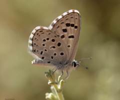Pseudophilotes panoptes