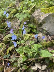 Omphalodes cappadocica