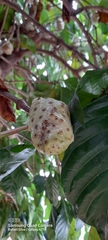 Morinda citrifolia