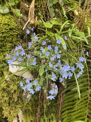 Omphalodes cappadocica