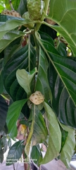 Morinda citrifolia