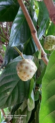 Morinda citrifolia