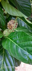 Morinda citrifolia
