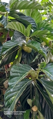 Morinda citrifolia