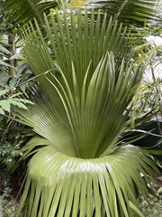 Copernicia macroglossa