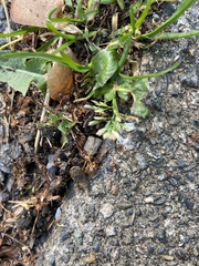 Poa annua