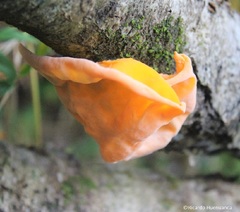 Aleurodiscus vitellinus