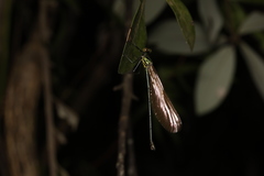Euphaea decorata