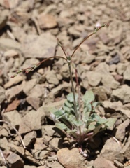 Eriogonum cithariforme