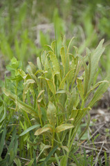 Puccinia sii-falcariae